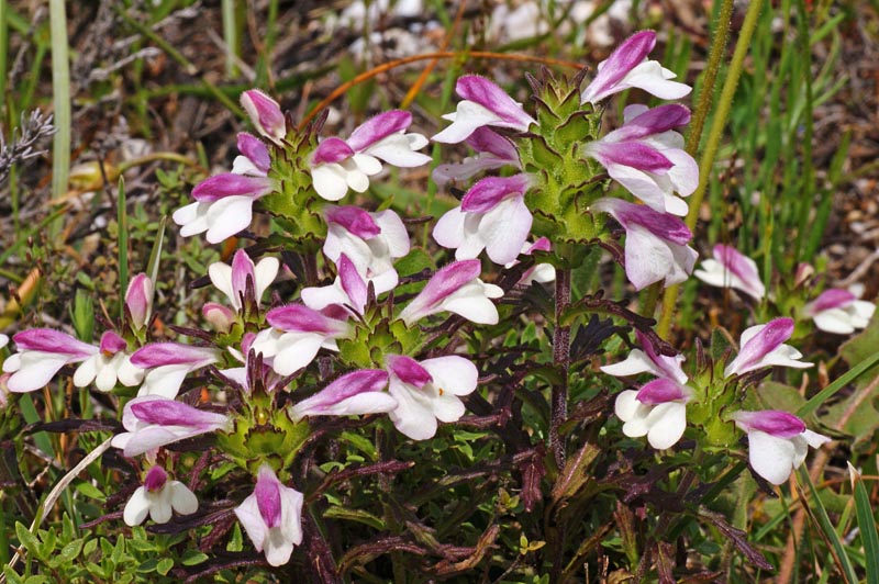 Bartsia trixago (= Bellardia trixago)